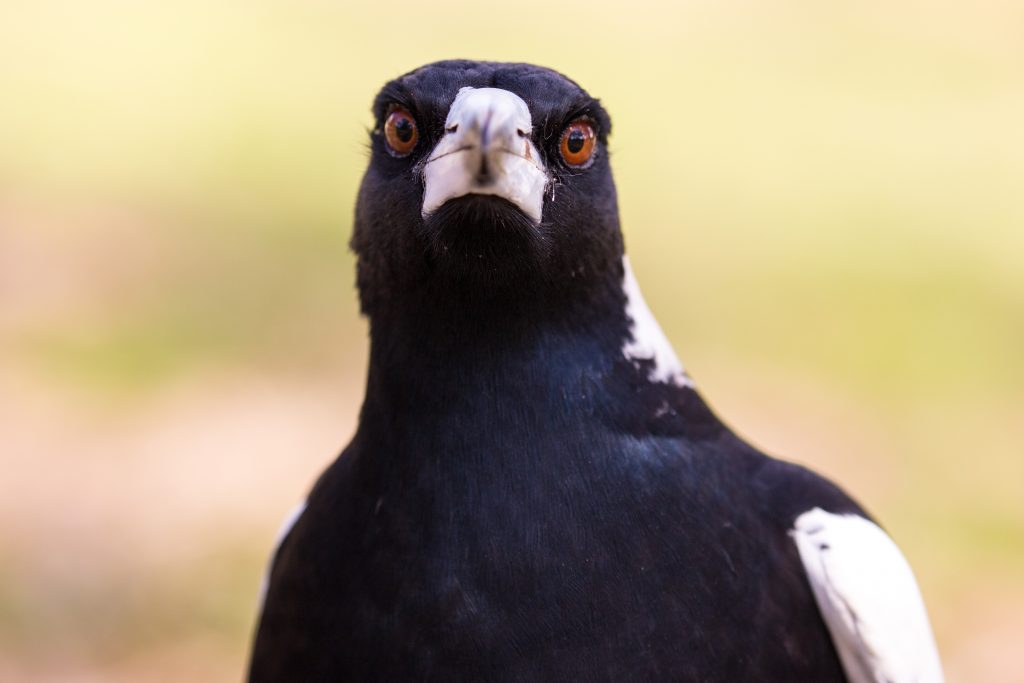 magpie