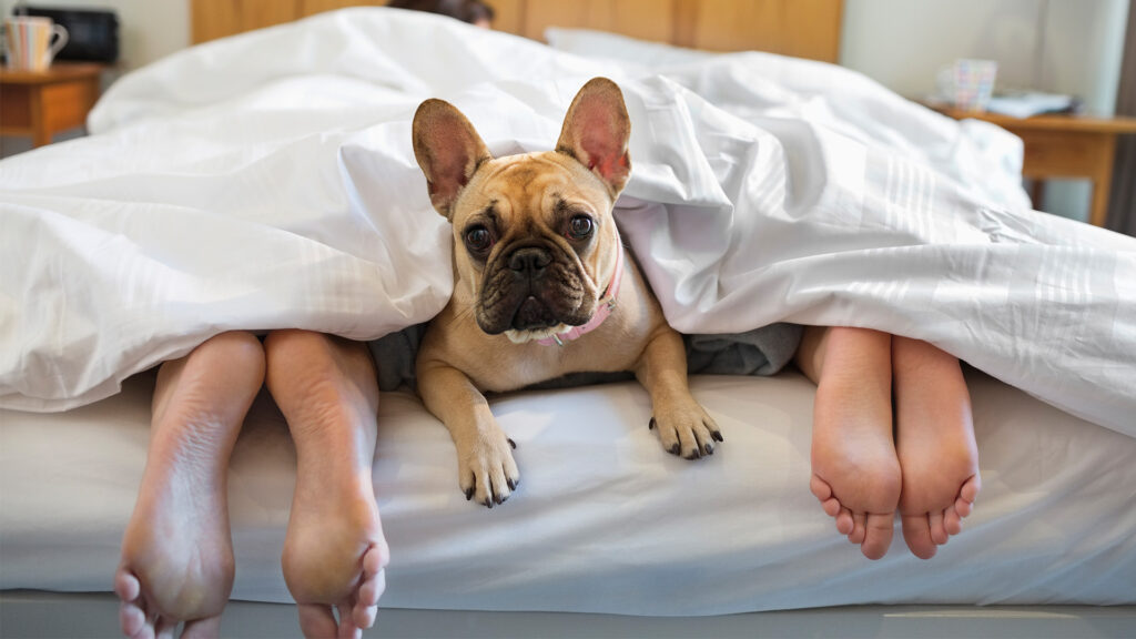 Dog Hogs the Bed