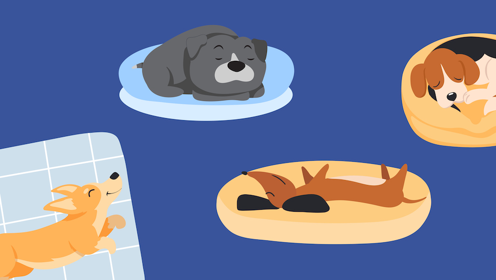 Your Dog’s Silliest Sleeping Positions, Explained