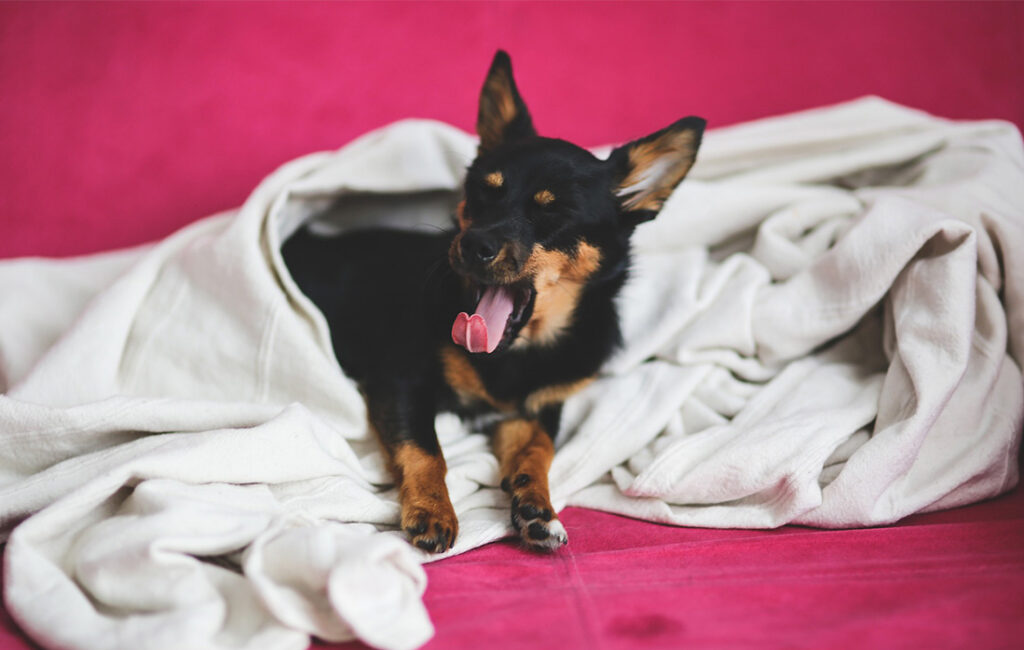 melatonin for dogs