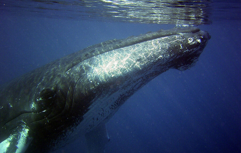 How Do Whales Sleep?