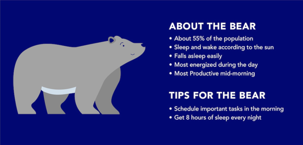 Facts about the bear chronotype