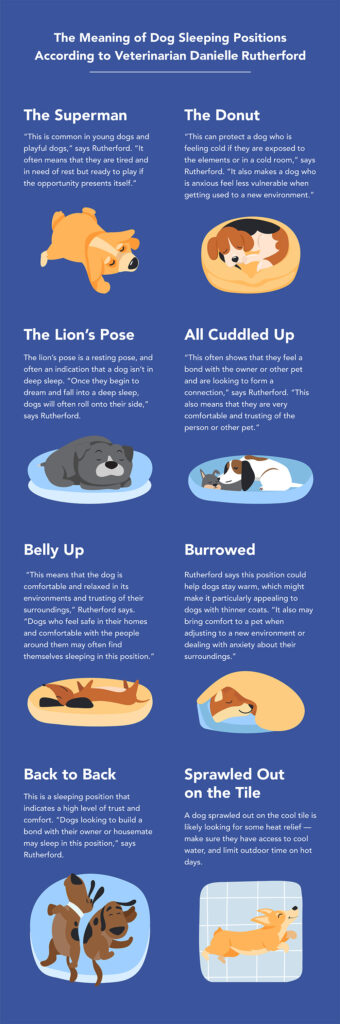 The Most Common Dog Sleeping Positions Explained