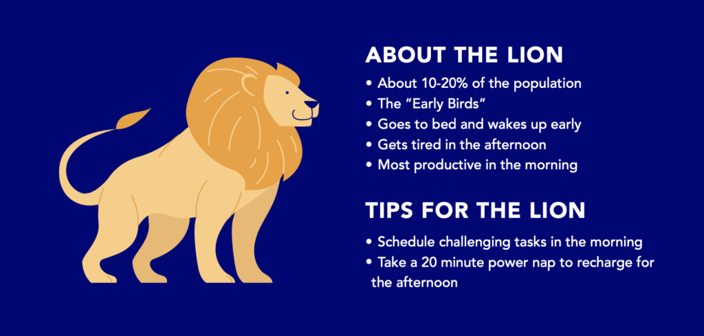 Facts about the lion chronotype