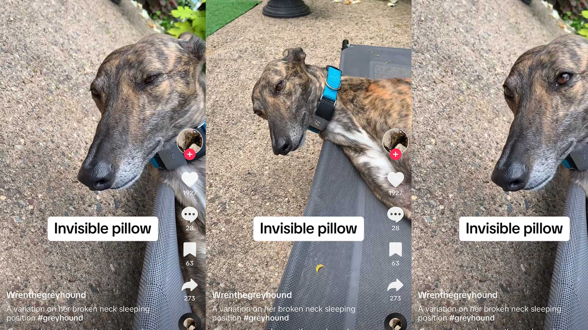 Greyhound Dog Sleeps on “Invisible Pillow,” to TikTok’s Delight