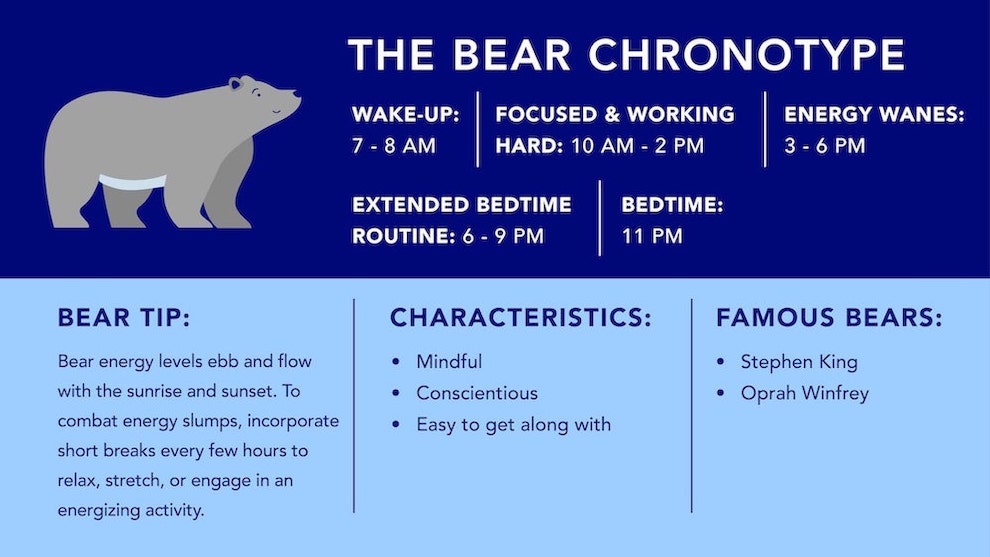 The Bear Chronotypes Ultimate Guide Sleepopolis 