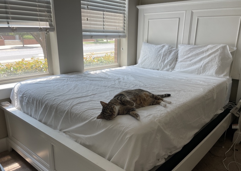 Our feline sleep expert reclines on Casper SuperSoft Sheets