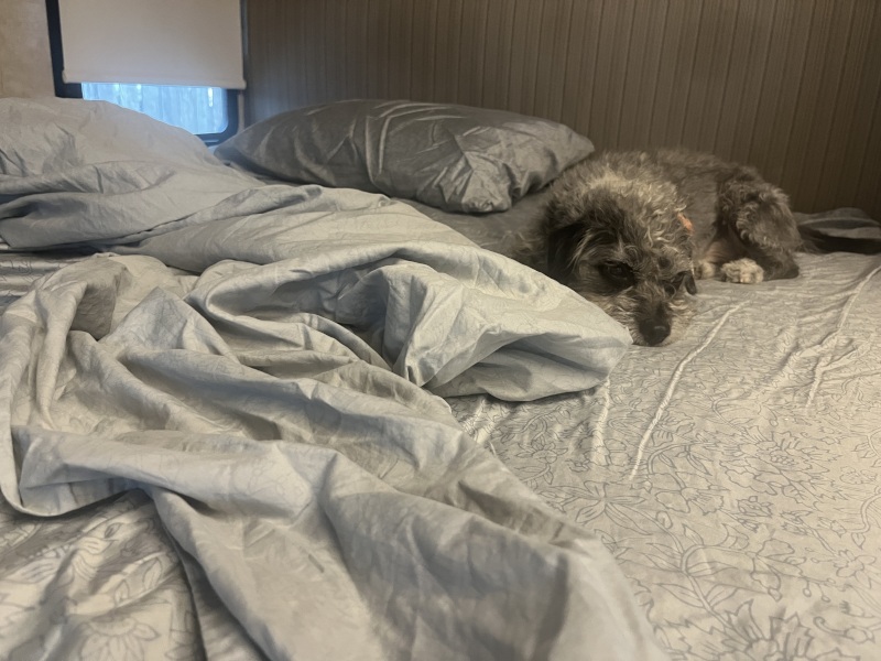 Our canine tester lounges on mussed Boll & Branch Signature Hemmed Sheets